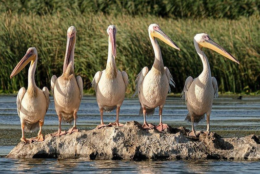 Top Wildlife Conservation Destinations to Visit