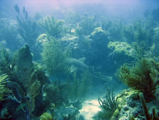 Biscayne National Park: Dive Into the Underwater Wonders of Florida’s Coastal Gem