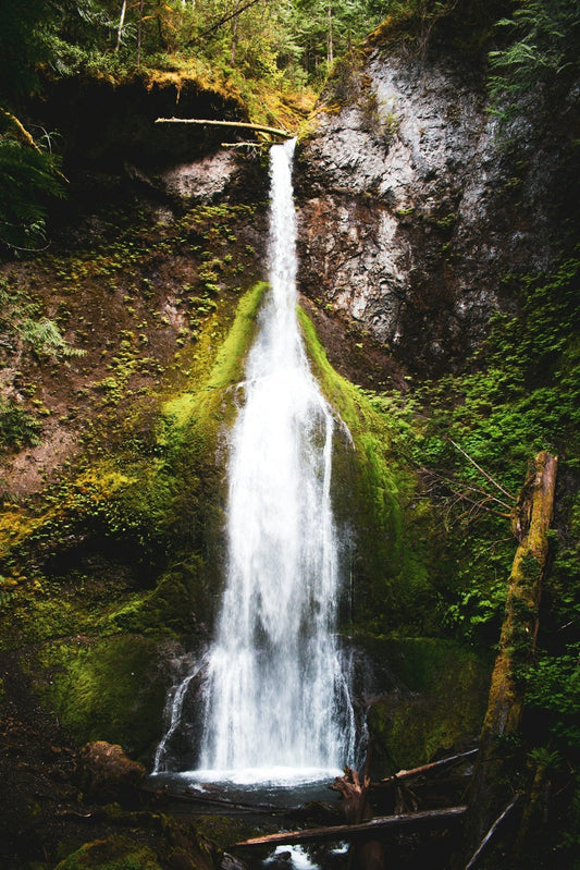 Olympic National Park: Discover Washington’s Rainforests, Mountains, and Coastal Wonders