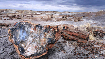 Petrified Forest National Park: Step Back Time in Arizona’s Ancient Desert Wonderland-Enjoy Nature