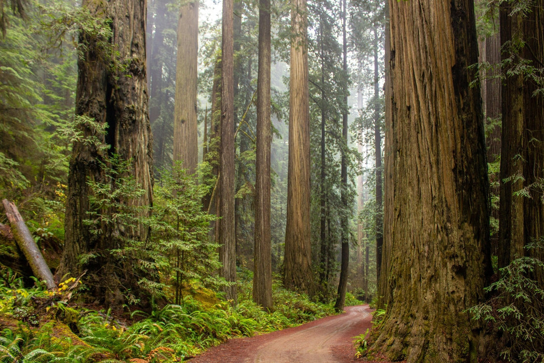 Redwood National and State Parks: Walk Among Giants in California’s Ancient Coastal Forests