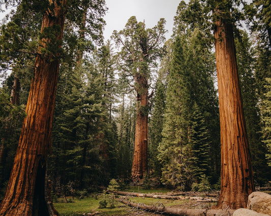 Sequoia National Park: Walk Among Giants in California’s Sierra Nevada-Enjoy Nature