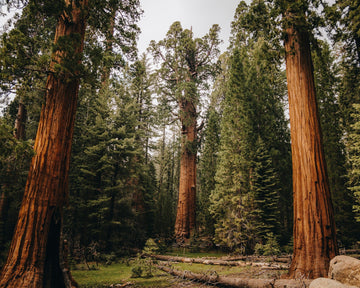 Sequoia National Park: Walk Among Giants in California’s Sierra Nevada-Enjoy Nature