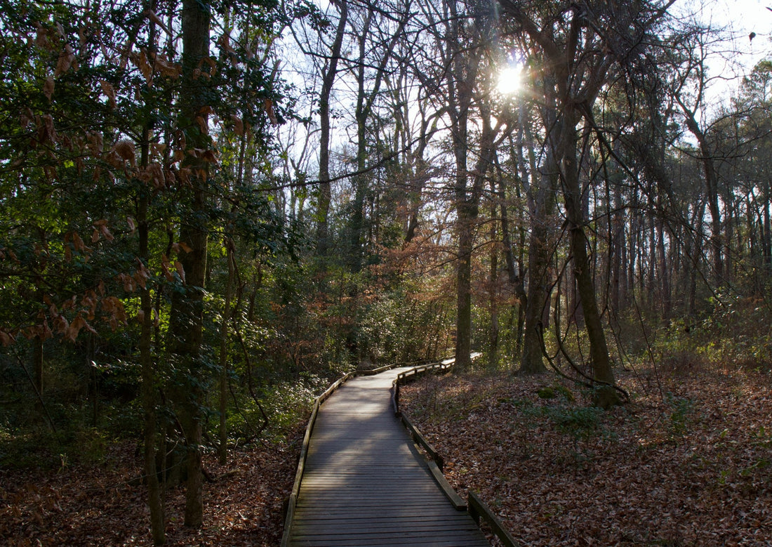 South Carolina's Top 10 Hiking Trails: Discovering the Palmetto State's Natural Wonders-Nature Adventures