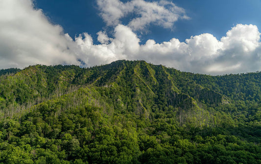 Tennessee's Top 10 Hiking Trails: Exploring the Volunteer State's Diverse Landscapes-Nature Adventures