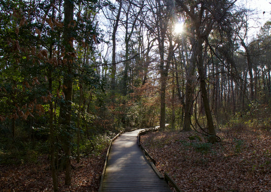 South Carolina's Top 10 Hiking Trails: Discovering the Palmetto State's Natural Wonders